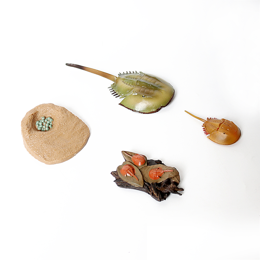 Bean Life Cycle Plastic Turtle - Kids Toys Reviews recension och pris